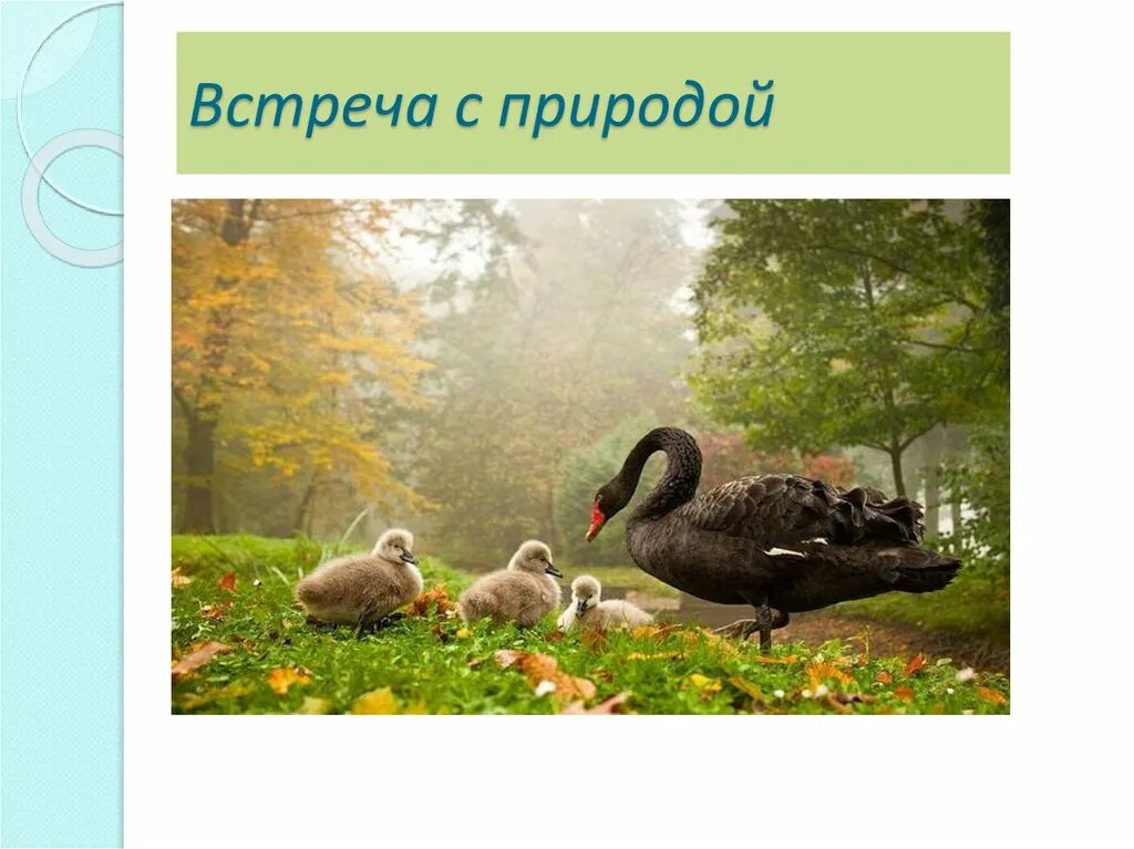 Наши встречи с природой. Фоторассказ о природе. Наши встречи с природой окружающий мир. Встреча с природой фоторассказ. Удивительная природа 3 класс