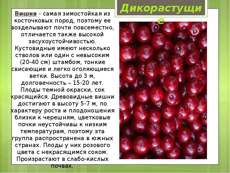 Вишня культурное растение сообщение. Вишня дикорастущее или культурное растение. доклад про вишню. сообщение о культурном растении вишня. дикорастущие плодовые растения.