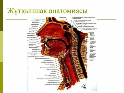 Порно видео мені блять