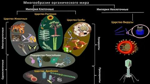 Формы жизни егэ