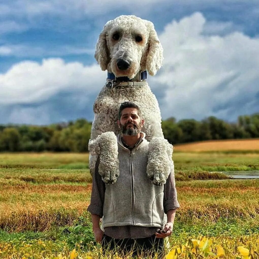 китайская хохлатая лысая страшная. собаки необычных пород. мексиканская хохлатая уродливая. очень странная собака. очень странная собака.