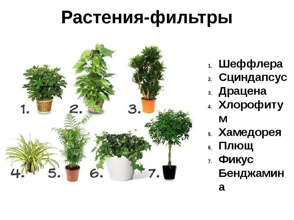 Комнатные растения. Полезные комнатные растения. Растения очищающие воздух. Комнатные растения для очищения воздуха. Деревья лучше очищающие воздух