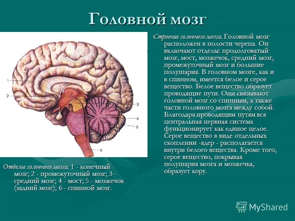 Тест по биологии по теме нервная система