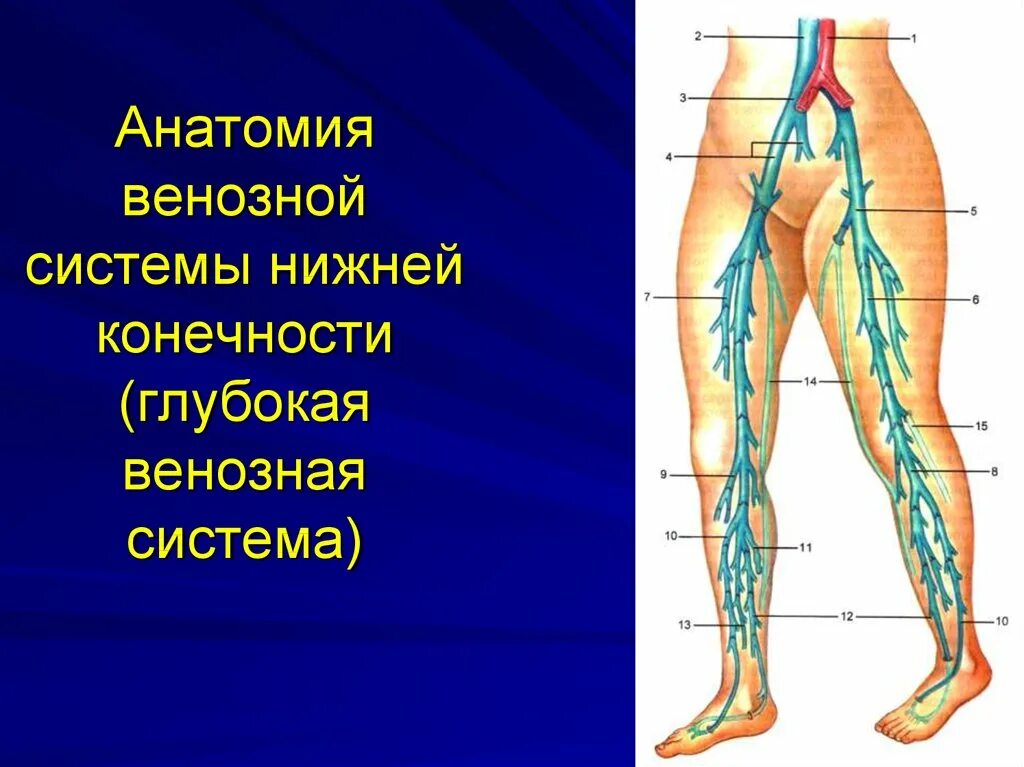 Вены нижних конечностей схема. Суральные вены анатомия. Венозная система анатомия. Анатомия коммуникантные вены нижних конечностей.