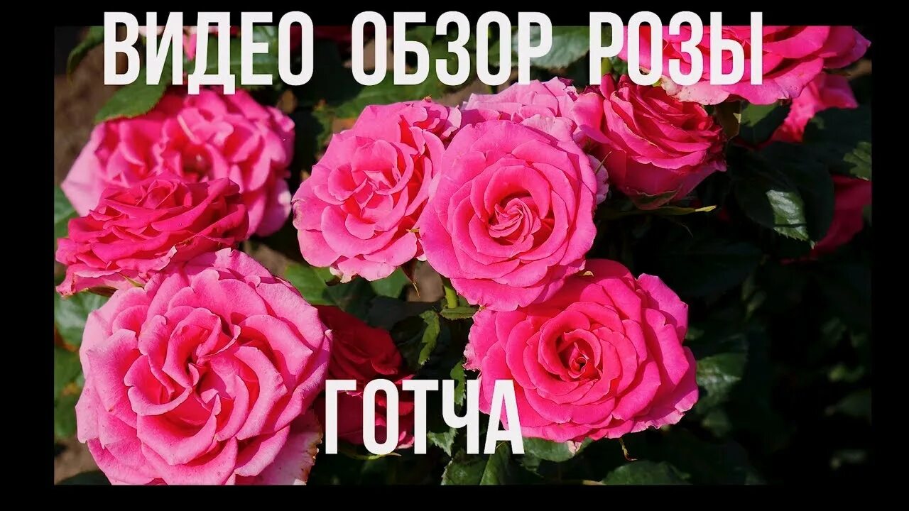 Букет с розовыми розами (страница 1 из 0)