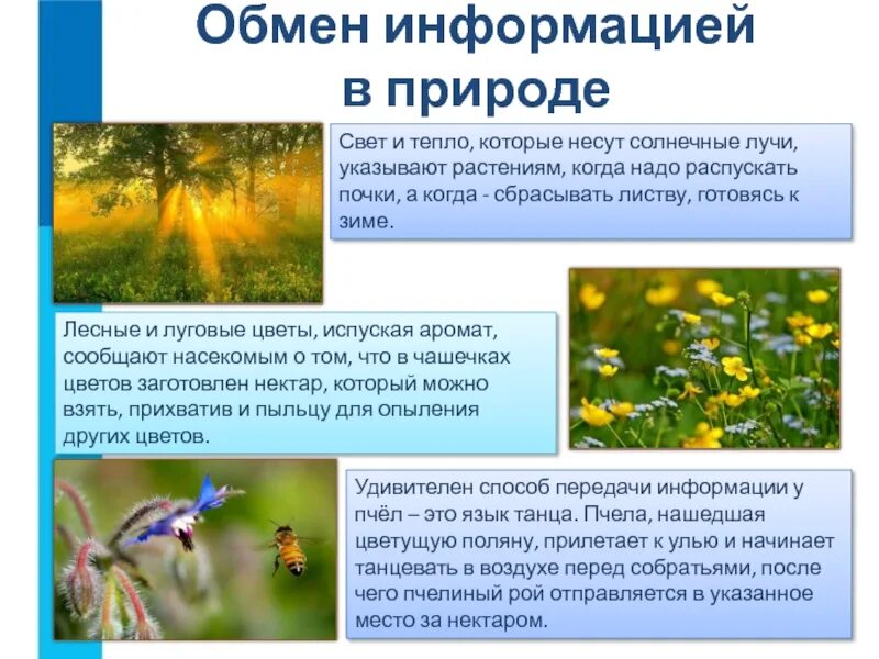 Информация про природу. Передача информации в природе. информация о природе. обмен информацией в природе. передача информации в природе примеры.