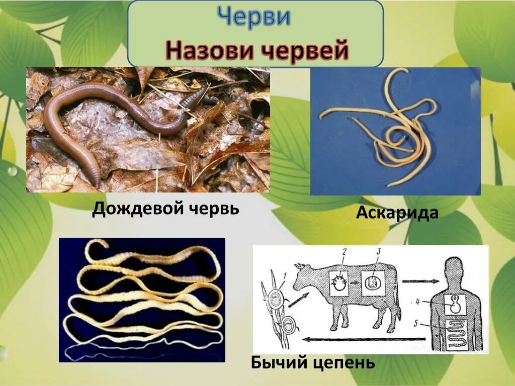 Человеческая аскарида и дождевой червь соответствие