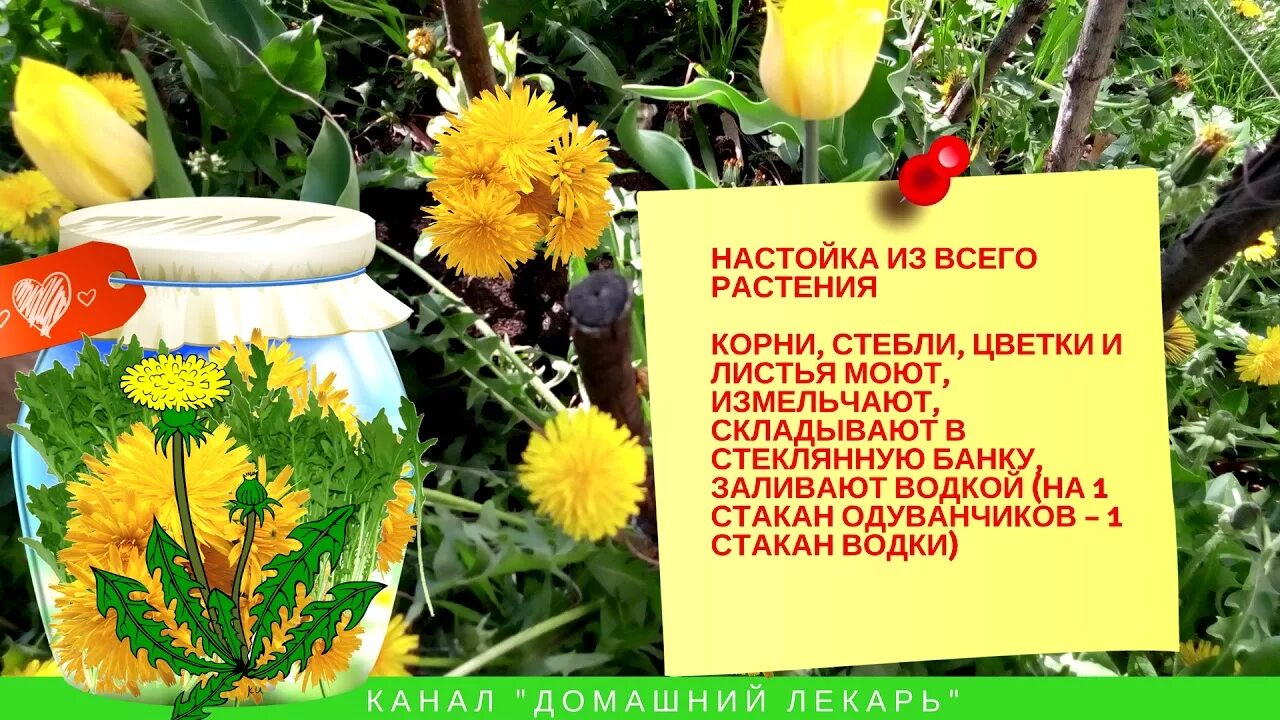 Настой из одуванчиков. Лечебные отвары из одуванчиков. Одуванчик лекарственный настой. Настойка одуванчика для чего применяется из цветков