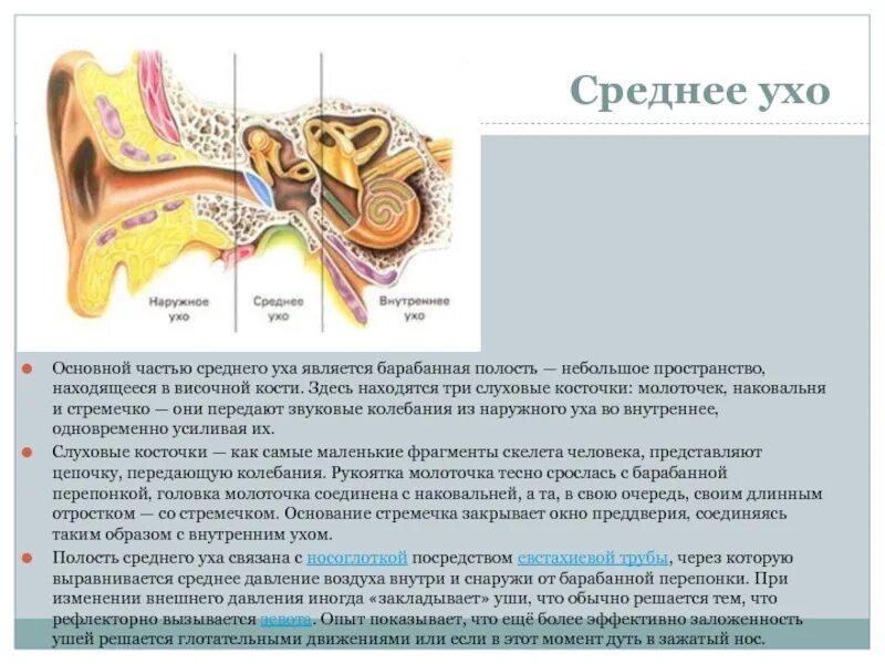 Из чего состоит наружное ухо среднее ухо внутреннее ухо. Среднее ухо барабанная полость слуховые косточки. Слуховые косточки полость среднего уха. Строение среднего уха анатомия. 3 отдела органа слуха