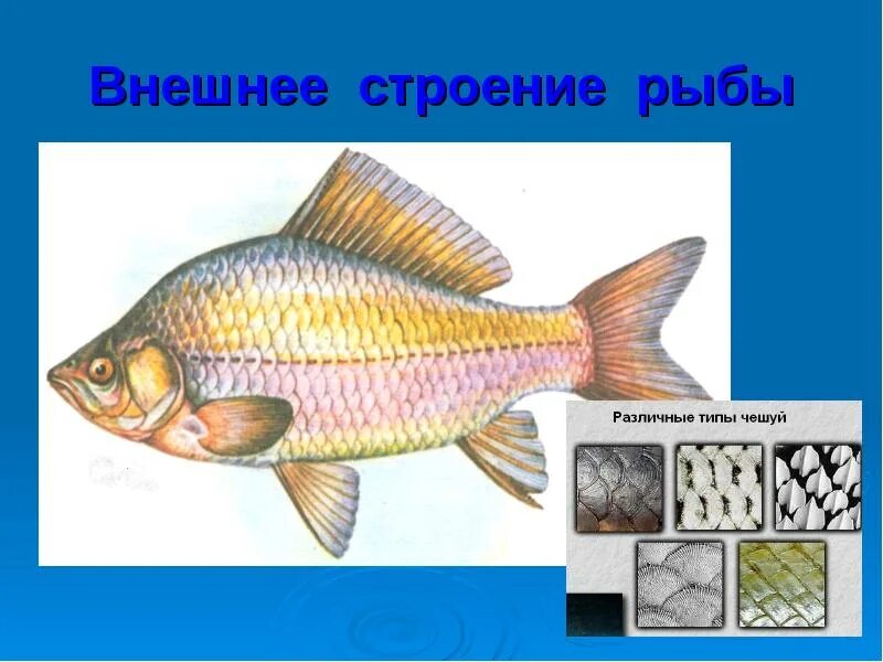 Внешнее строение рыбы. Внешнее строение карася. Внешнее строение рыбы рисунок. Внеш строение рыбы.