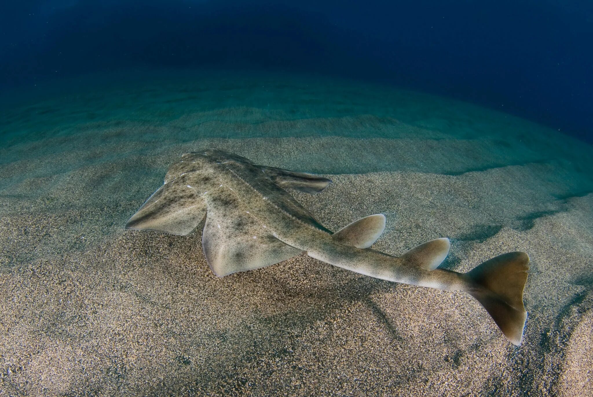 Калифорнийская скватина. Морские скаты акула. Морской ангел скат. Европейский морской ангел акула. Скат манта и акула.
