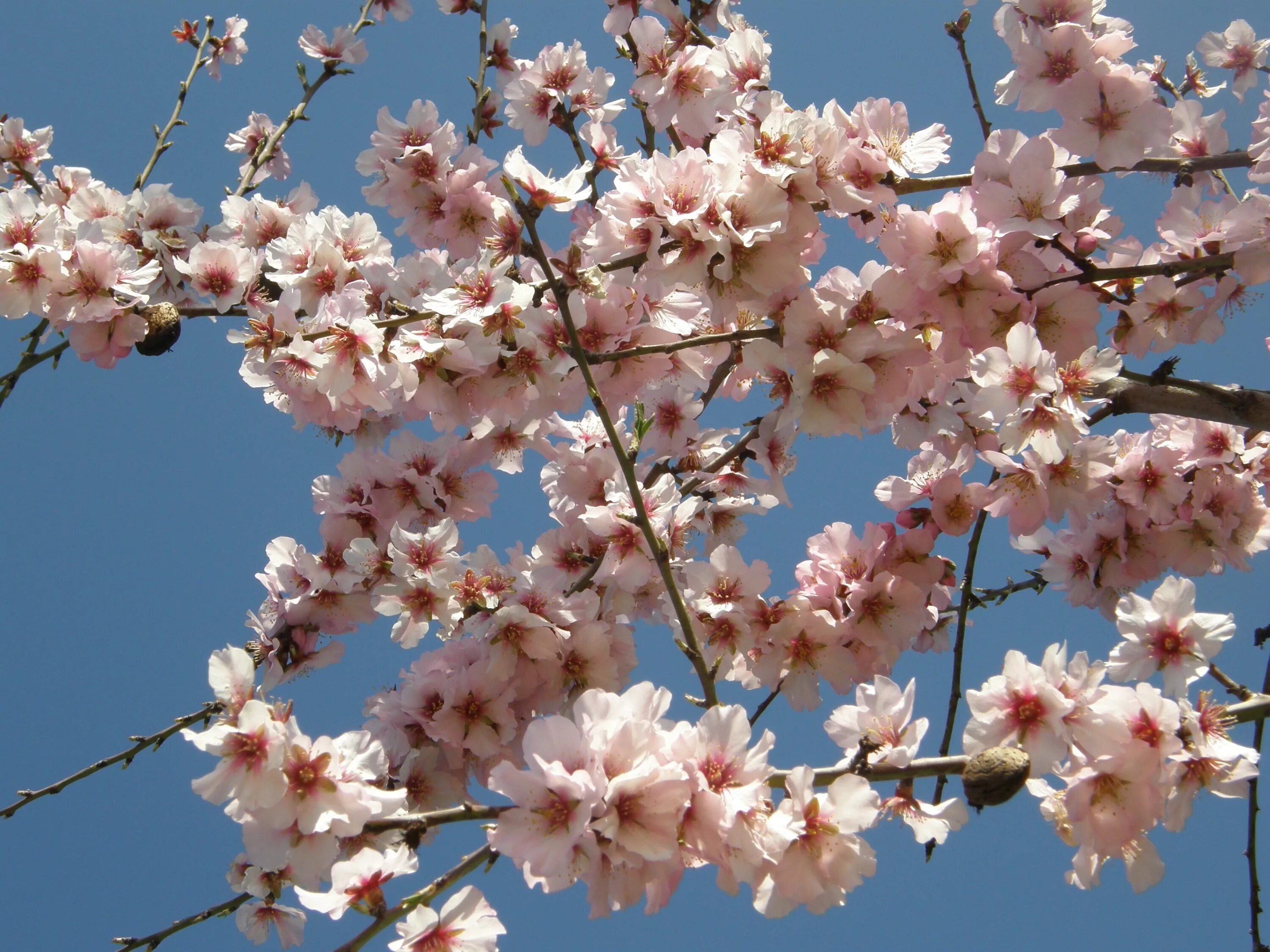 Almond blossom. Миндаль Делон. Миндаль Делон цветет. Миндаль обыкновенный дерево. Цветок миндаля и миндаль.