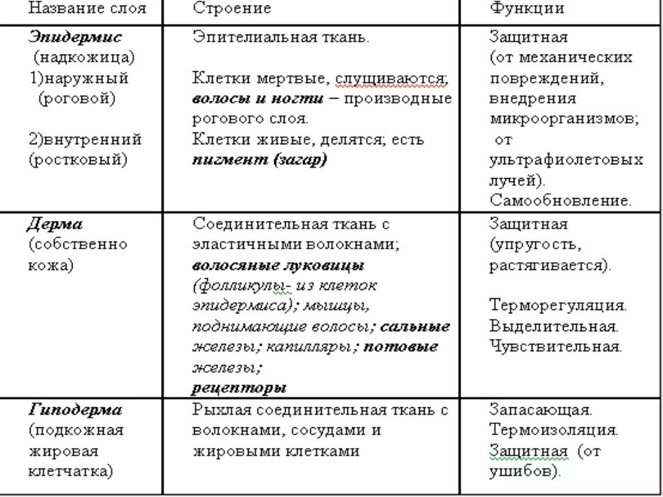 Функции кожи таблица 8 класс биология. Строение кожи слой строение функции таблица. Слои кожи строение и функции таблица по биологии 8 класс. Таблица слой кожи особенности строения функции. Слои кожи строение и функции таблица.