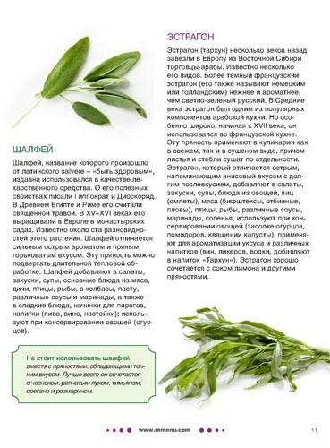 эстрагон описание. тархун полезные свойства. тархун эстрагон. армянский тархун зелень. тархун растение полезные свойства и применение.