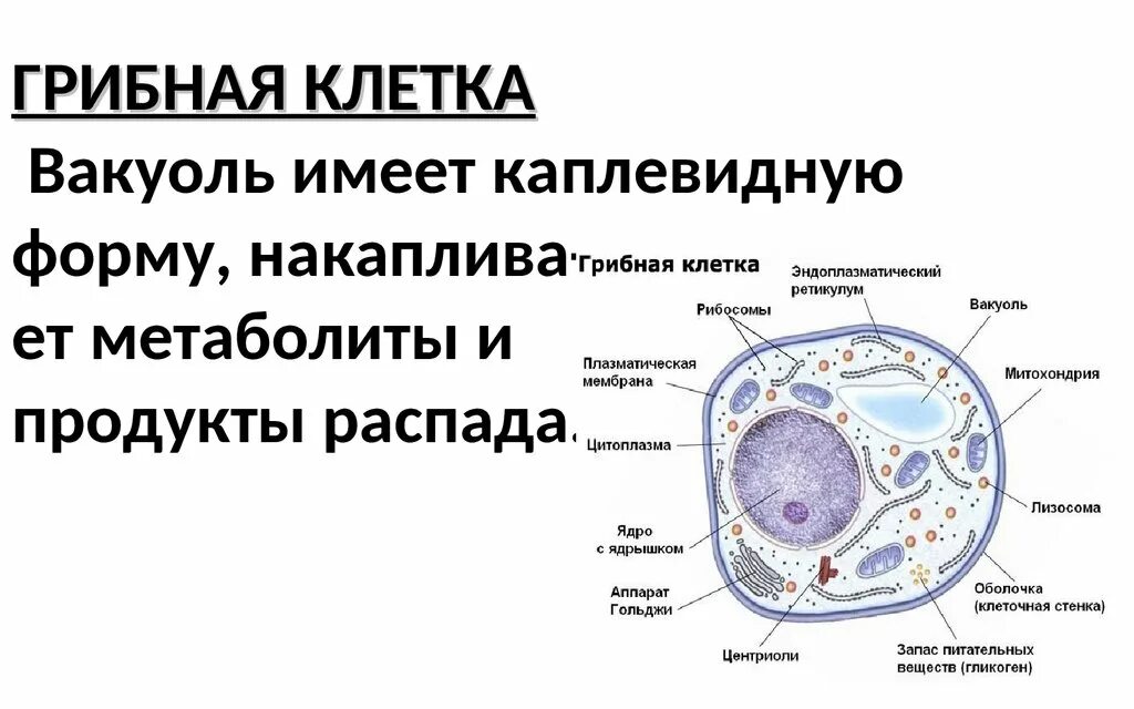 В клетках грибов есть ядро. Строение клетки грибов. Строение грибной клетки. Структура грибной клетки. Схема строения клетки гриба.