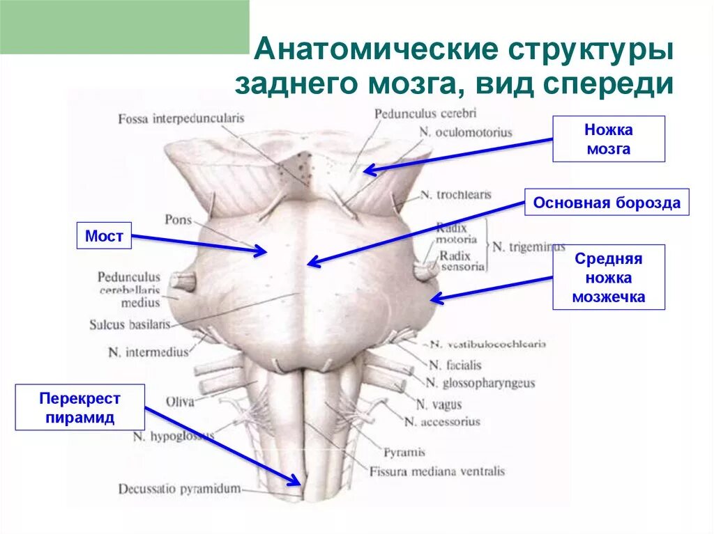 Вентральная поверхность продолговатого мозга. Ствол головного мозга спереди. Вентральная поверхность ствола головного мозга. Ствол продолговатого мозга вид спереди.