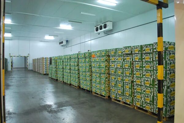 Камера газации бананов. Камеры газации фруктов. Камера дозаривания бананов. Газация бананов. Газация бананов.