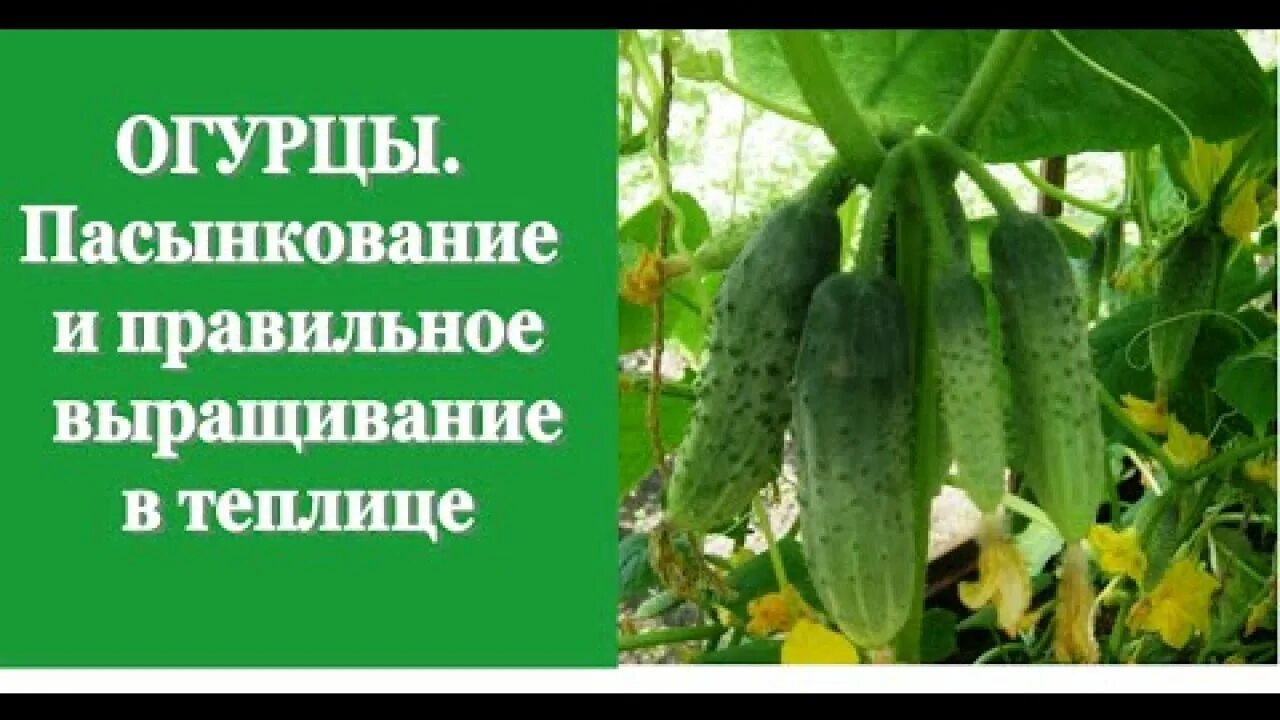 Что удалить у огурцов для лучшего урожая. Пасынки на огурцах. пасынковать огурцы. пасынкование огурцов. как пасынковать огурцы.