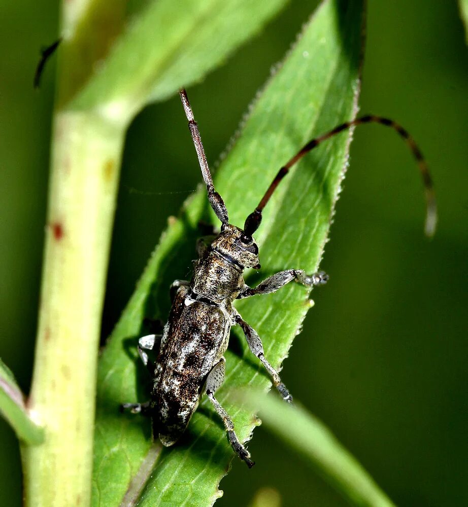 Acalolepta Жук усач. Трибы Жуков. Приморские жуки триба. Триба насекомое. Триба это