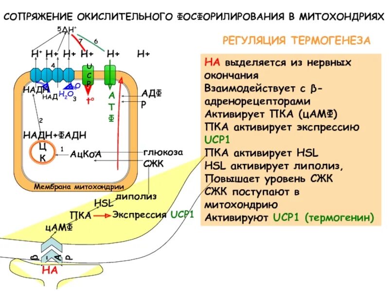 Ферменты окислительного фосфорилирования. Окислительное фосфорилирование. Окислительное фосфорилирование в митохондриях. Окислительное фосфорилирование схема. Окислительное фосфорилирование биохимия.