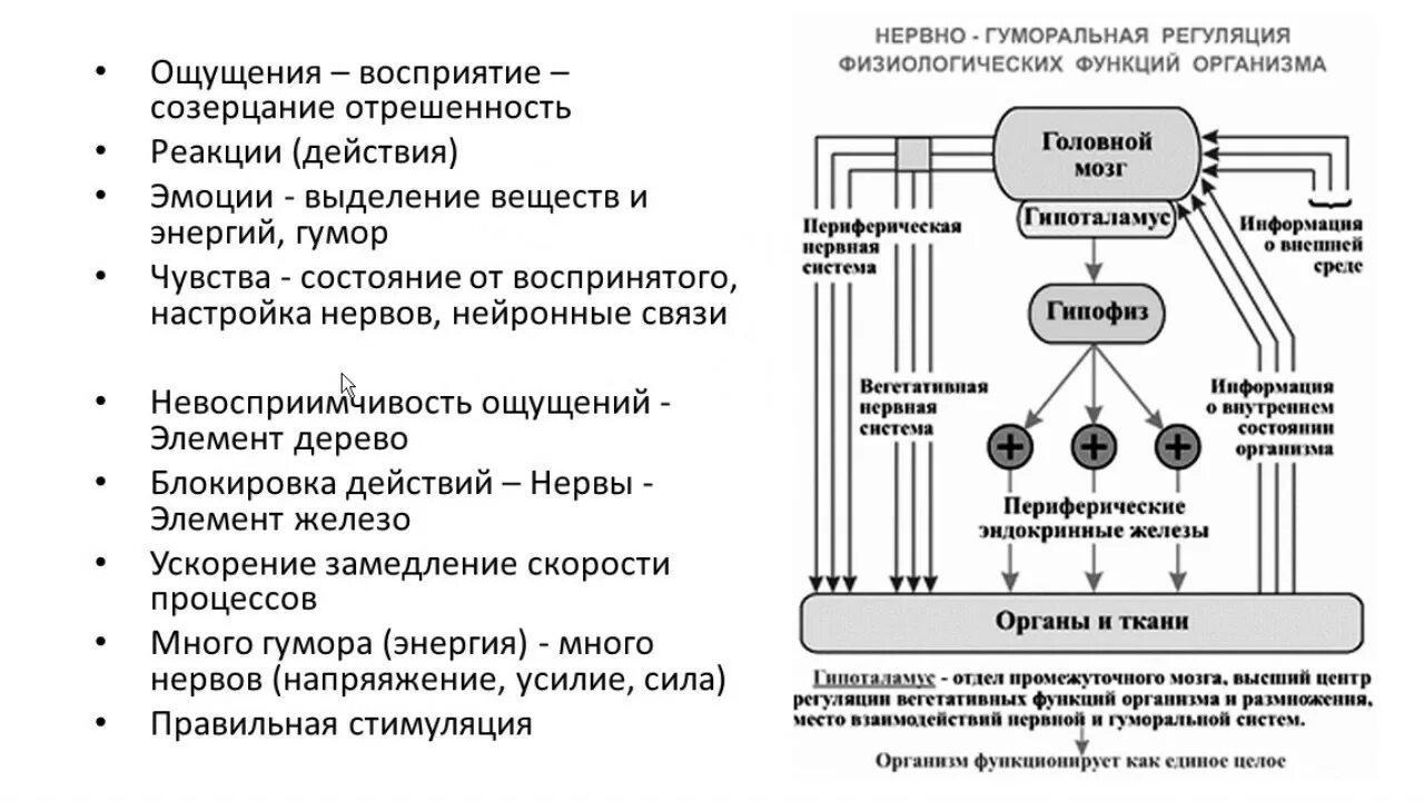 Нервно гуморальная регуляция схема. Механизм гуморальной регуляции схема. Взаимодействие системы нервной и гуморальной регуляции функций. Общая схема гуморальной системы регуляции. Функциональная организация организмов