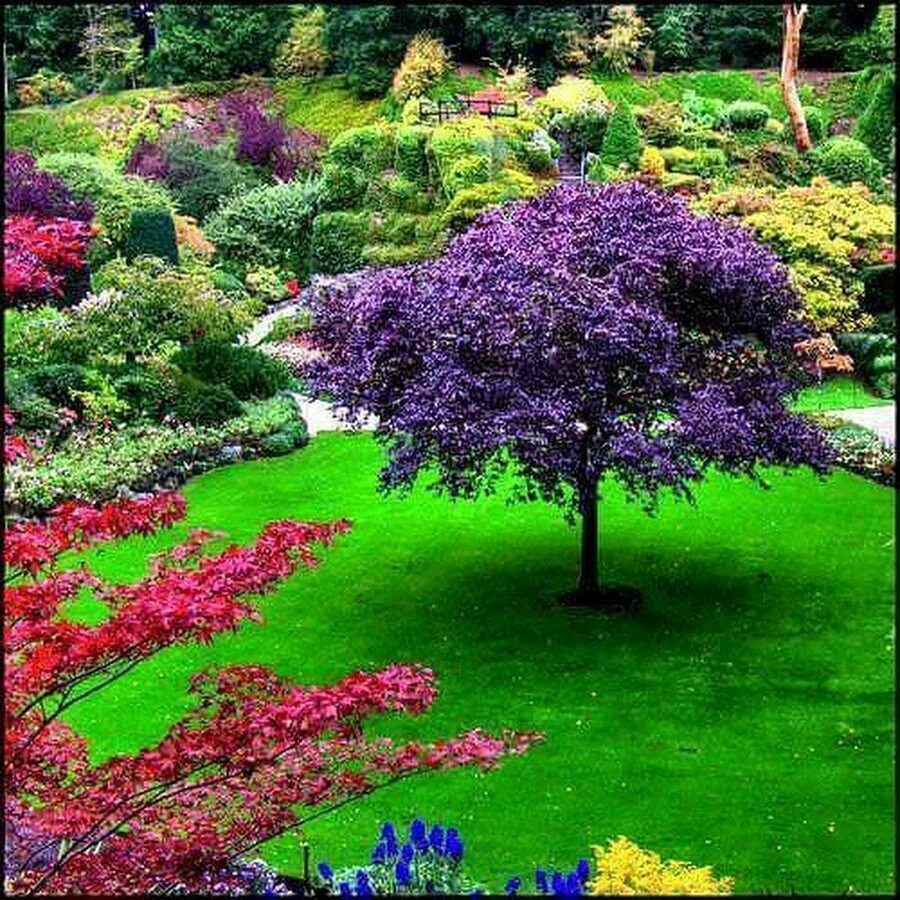 Сад лучшие деревья. Скумпия Пурпл. Рододендрон аллея. Красивоцветущее дерево в Японии сады. Красивые декоративные деревья.