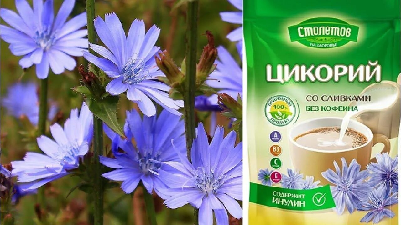 Цикорий со скольки лет детям. Цикорий знахарь лекарственный. цикорий доктор мясников. цикорий столетов. цикорий юлис.