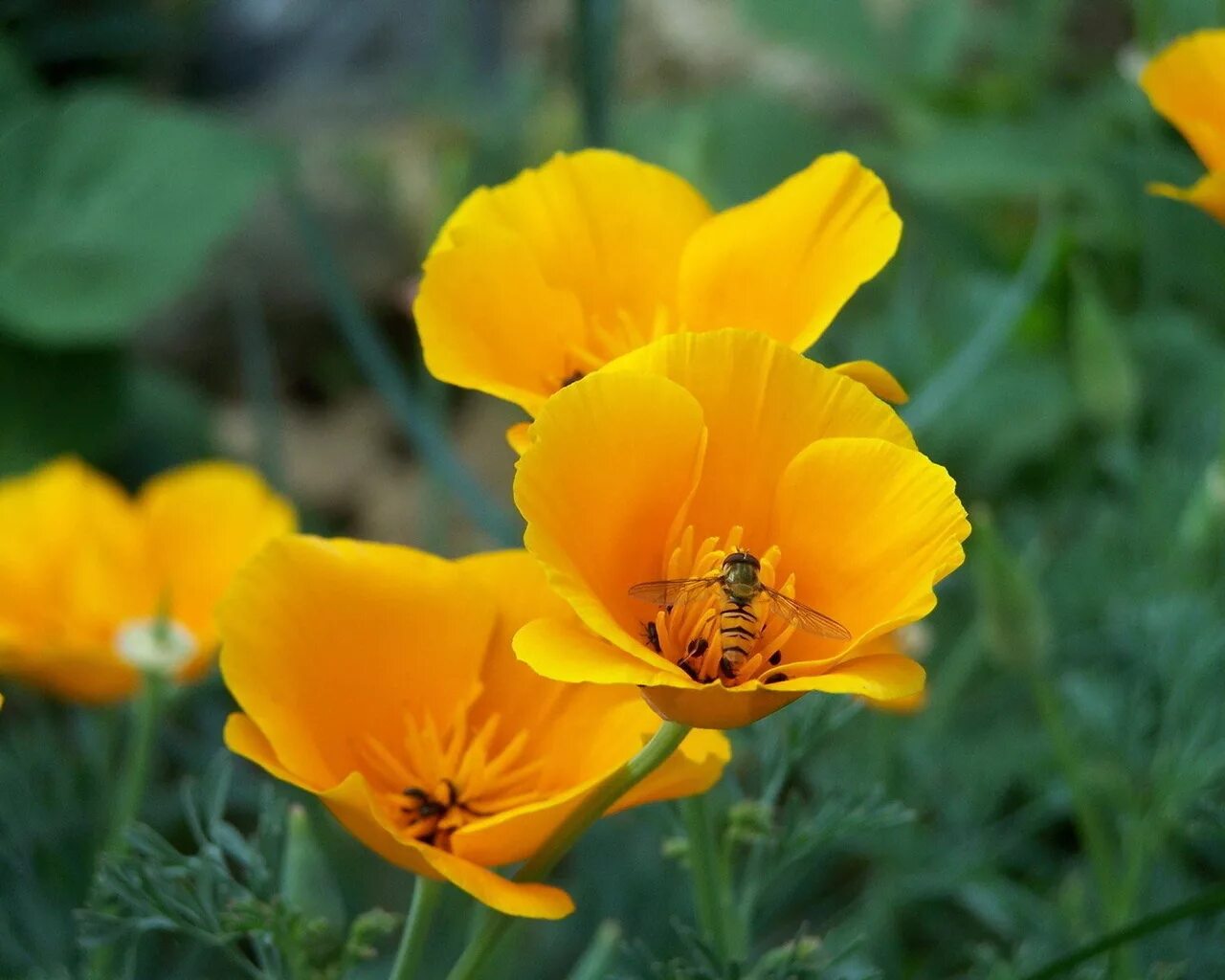 Гелиопсис (солнечник) асахи. Космея золотистая. Гелиопсис многолетний подсолнечниковый. Однолетки желтые ромашки. Желтые ромашки цветочки.