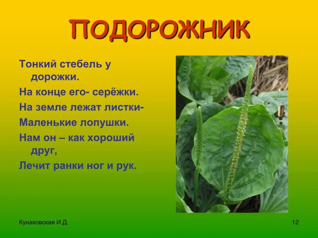 Подорожник научный текст. Подорожник. Подорожник для дошкольников. Сведения о подорожнике. Подорожник описание для детей.