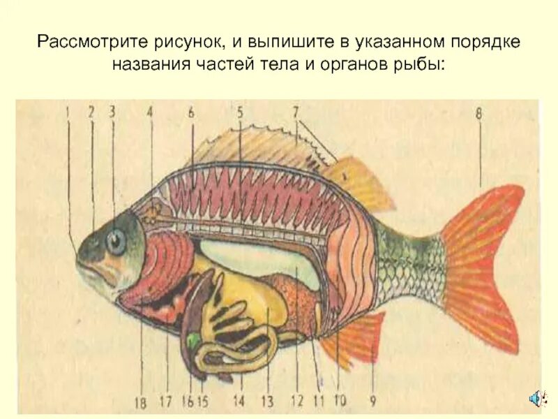 Рыба какой организм. Название органов и частей тела рыб. Внутренние органы рыбы. Название внутренних органов рыбы. Внутреннее строение тела рыбы.