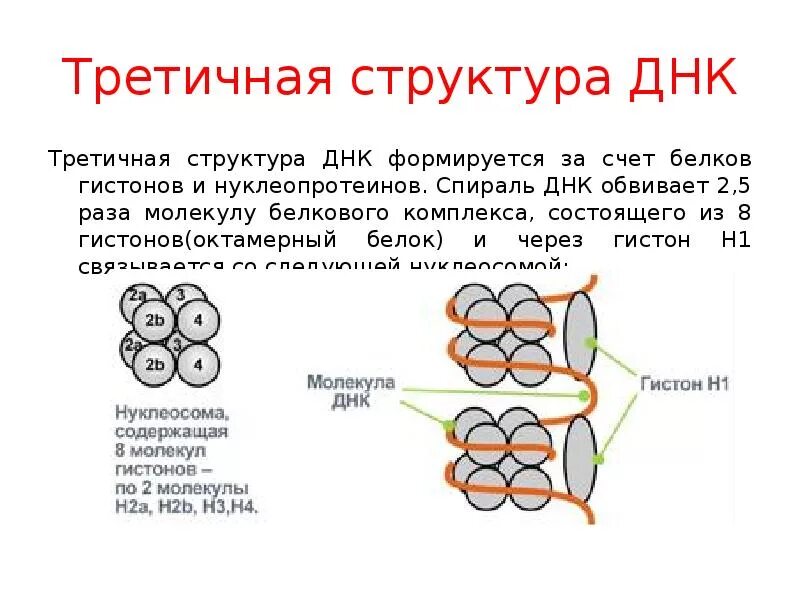 Днк и белок образуют