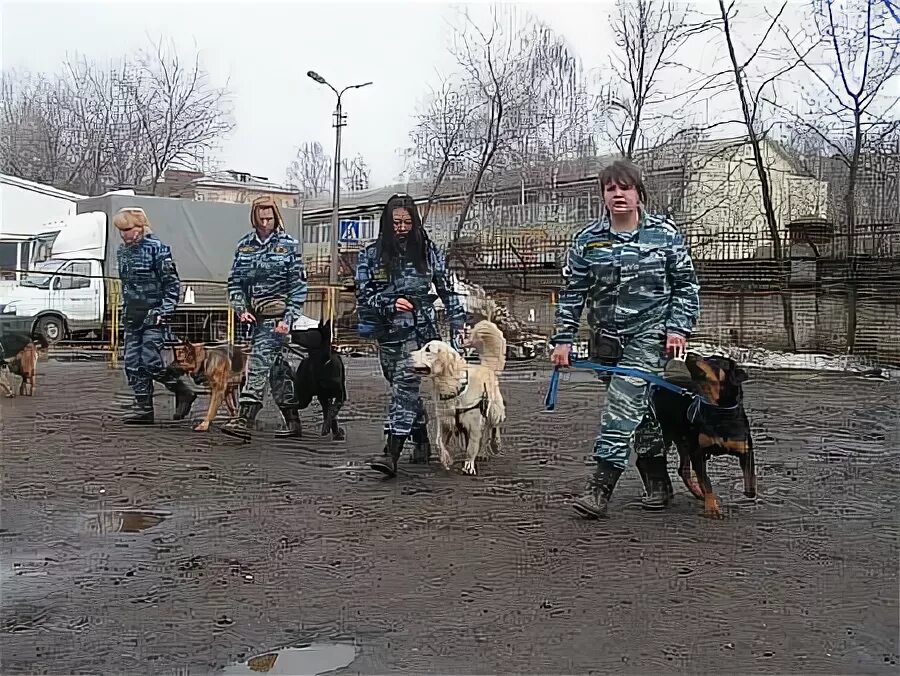 Сколько учиться на кинолога после 9 класса