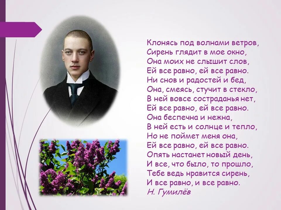 Композитор песни сиреневый туман. Сирень в поэзии. Образ сирени. Образ сирени в поэзии Ахматовой. Образ сирени в Музыке живописи литературе.