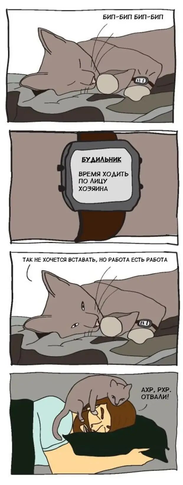 Димон чайка мем. Будильник хозяин вставай ну пожалуйста. Вставай будильник звонит скажите я перезвоню. Прикольная картинка кот будильник. Будильник хозяин вставай ну пожалуйста.