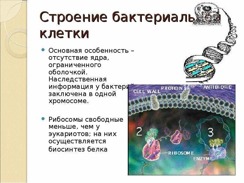 Генетическая информация заключена в клеточной структуре. Генетическая информация бактериальной клетки. Наследственная информация у бактерий