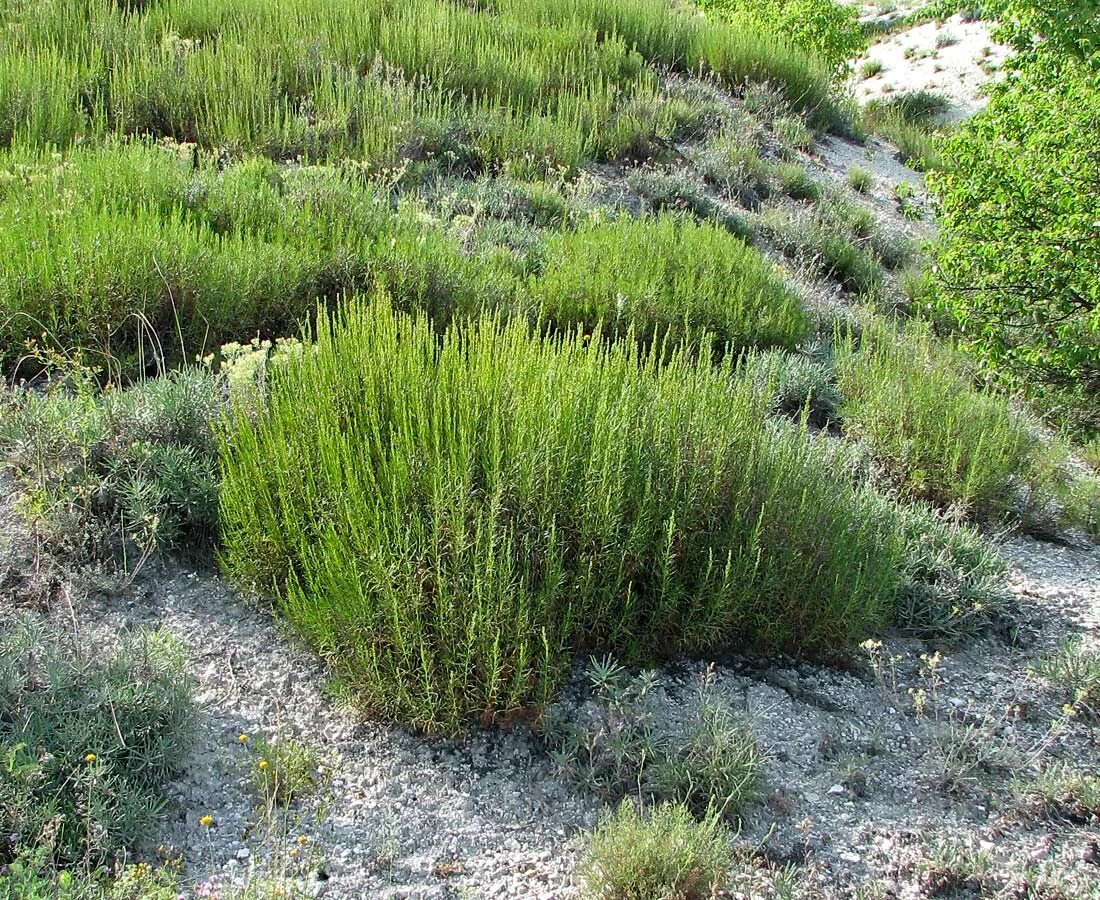 Полынь понтийская. Полынь солянковидная (artemisia salsoloides). Полынь солянковидная (artemisia salsoloides). 72 полынь стеллера, artemisia stelleriana. Полынь солончаковая.