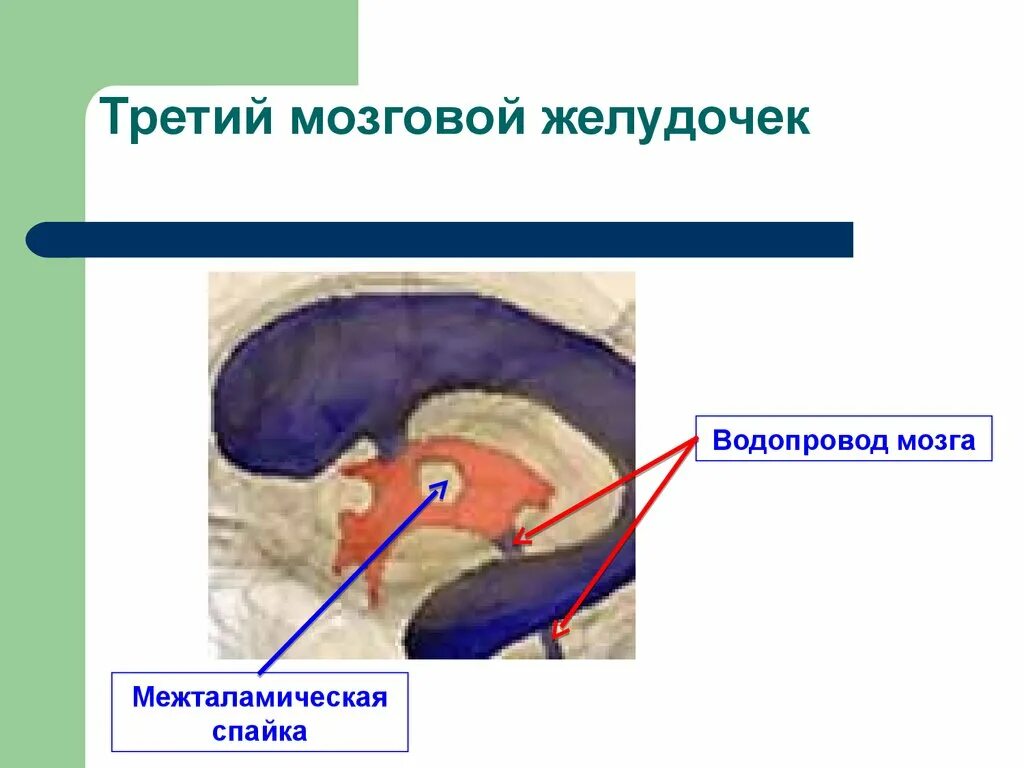 Средний мозг желудочек