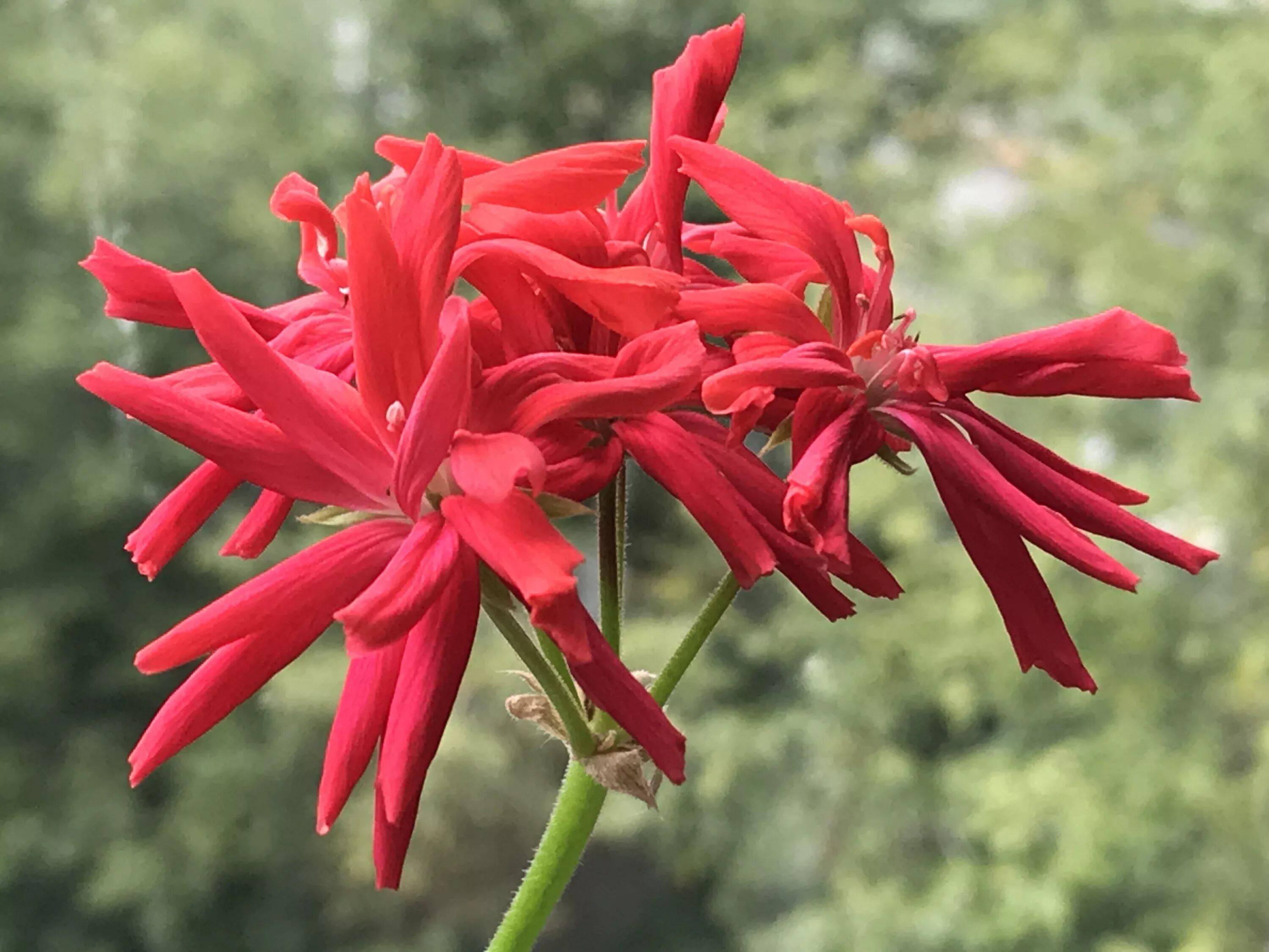 Пеларгония королевская бермуда черри. Пеларгония королевская cherry. Пеларгония черри. Пеларгония sunstar cherry. Пеларгония вишня f1.