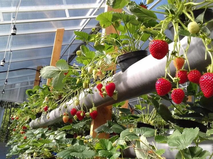 Ремонтантная клубника гидропоника. Ремонтантная клубника в теплице. Клубника в теплице. Теплица клубника гидропоника. Гидропонная ферма клубника.
