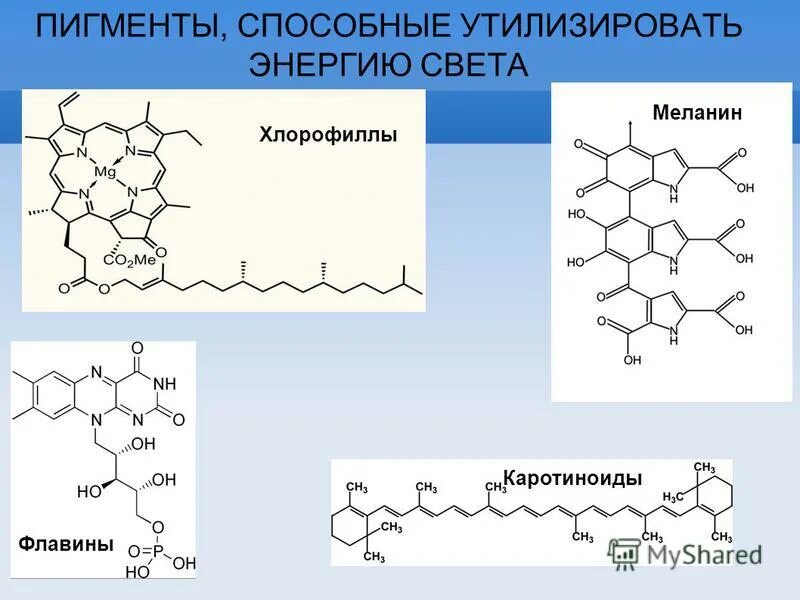 Пигмент каротиноиды