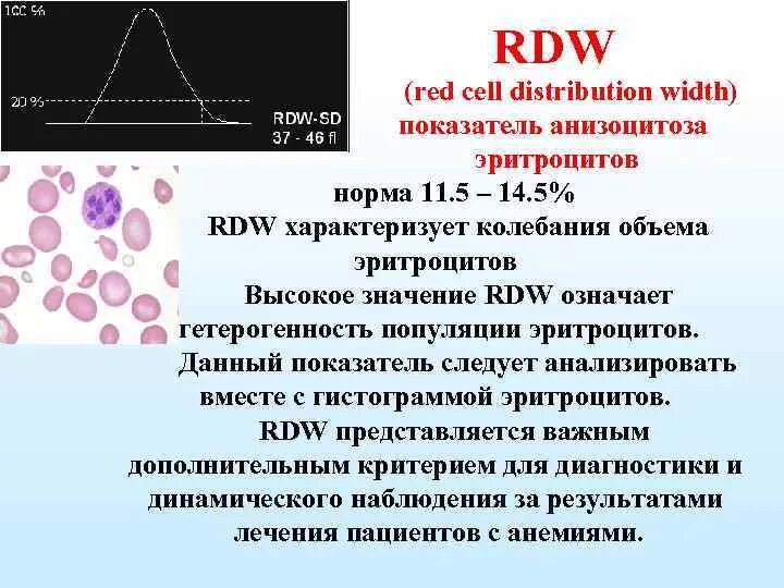 Распределение эритроцитов по объему понижена