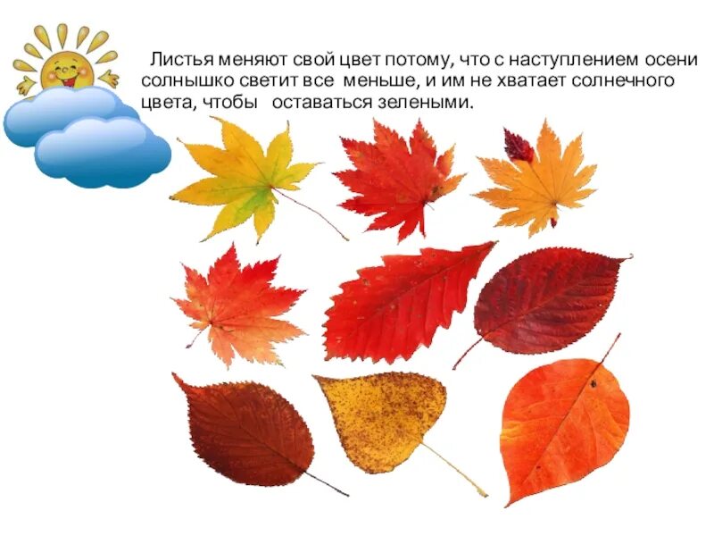 Отчего изменяется окраска листьев осенью. Листья меняют цвет. изменение окраски листьев осенью. листья меняют окраску. листья меняют цвет осенью.