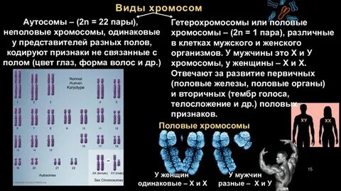 Сколько хромосом в половых клетках у человека