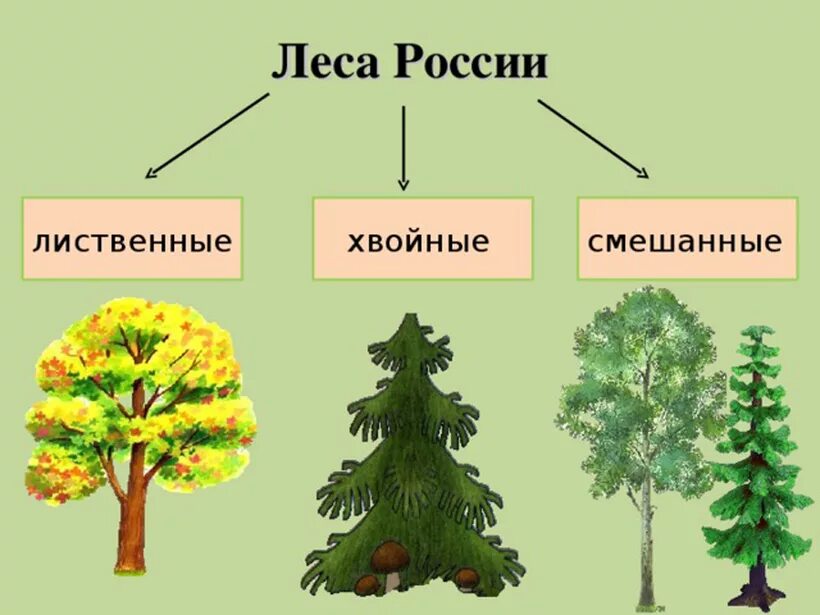 Какие есть группы лесов. Хвойные лиственные и смешанные леса. Хвойные деревья для дошкольников. Лиственные деревья. Лиственные и хвойные деревья для дошкольников.