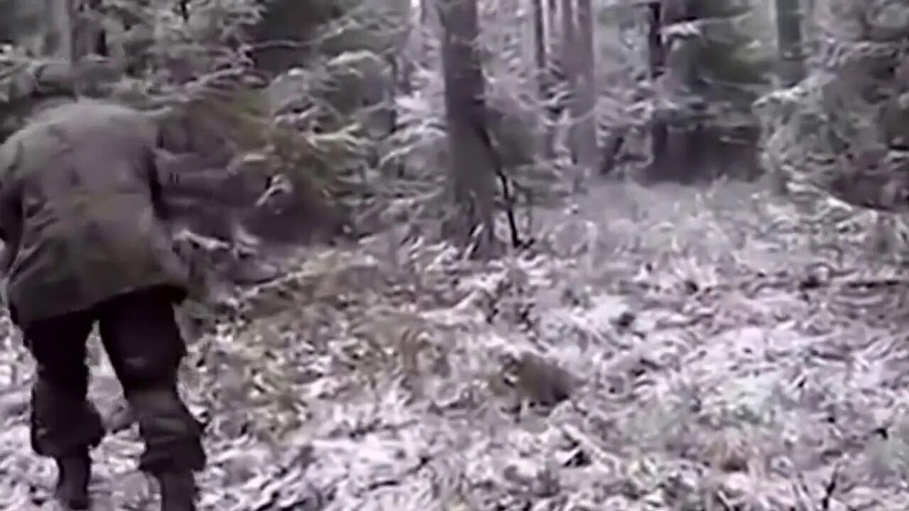 Медведь загрыз охотника. Олень влетел в охотника. Леопард охотится на антилопу. Кабан атакует охотника. Напал на охоте.