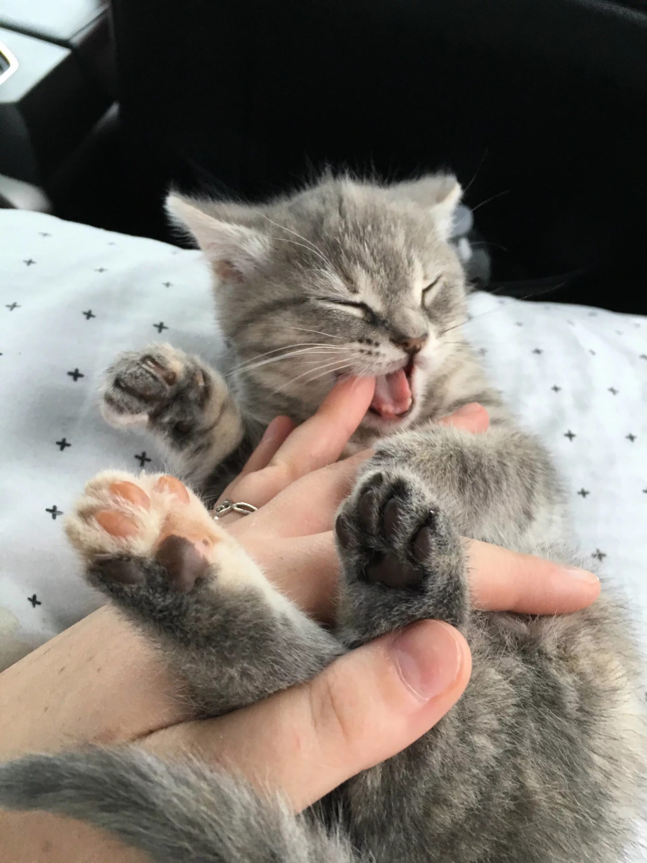 Кошки маленькие. Малюсенькие котята. Маленькие котята видео. Маленькие кошечки видео. Маленькие кошечки видео.