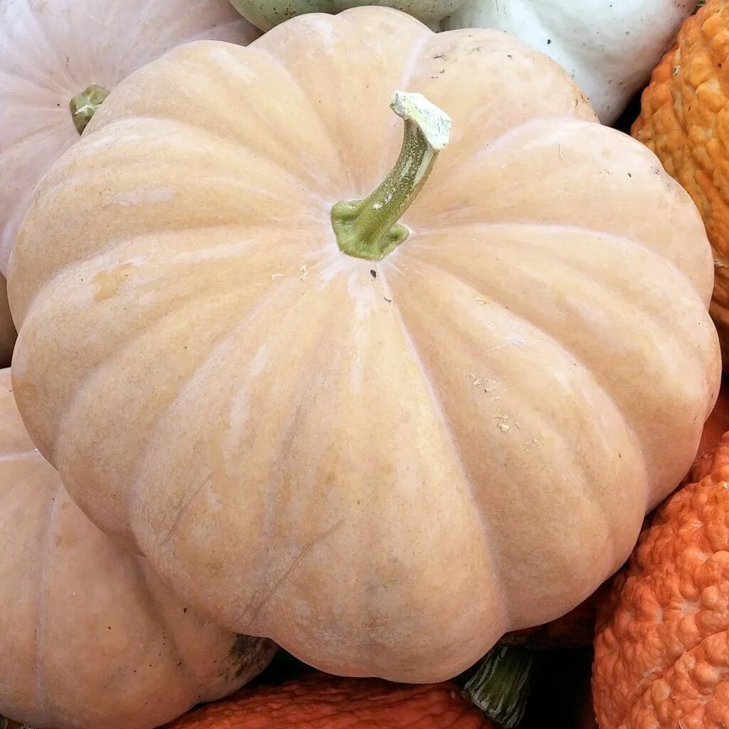Тыква для сока лучшие сорта. Мускатная тыква (cucurbita moschata). тыква мускатная ананасная. moroccan moschata тыква. тыква сорт йокогама.