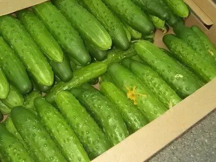 Огурцы урожайные сорта для открытого грунта