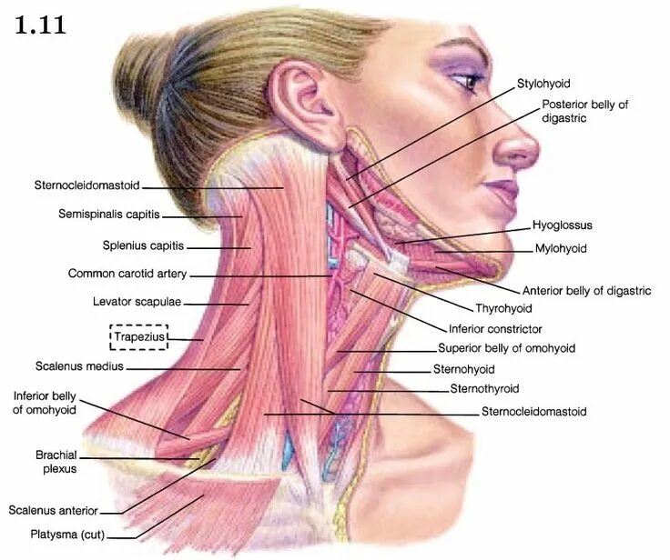 Los músculos de la masticación Músculos del cuello, Musculos, Músculos del cuerp