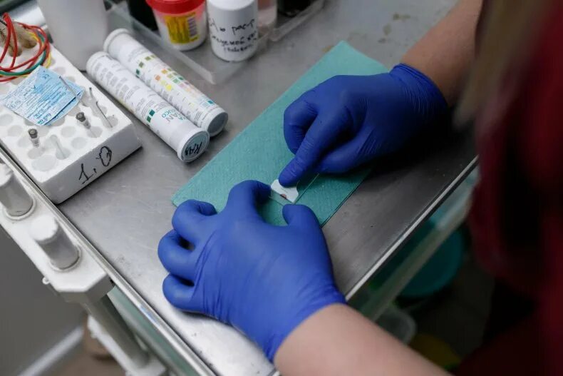 Взятие крови у животного. Ветеринария анализы. Ветеринария анализы. Ветеринария анализы. Лабораторная ветеринарная диагностика соскобы.